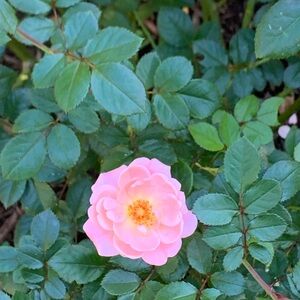 Meet your Posher, Jenny